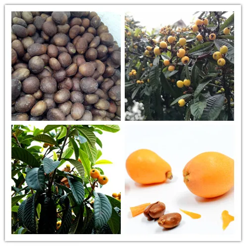 水果树种子枇杷种子 - buy 枇杷种子枇杷枇杷树种子 product on