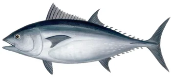 Segar Tuna Sirip Biruyellowfinbigeye Buy Ikan Tuna Product On Alibabacom