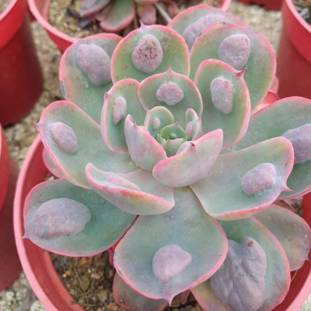 
mini succulent Echeveria Rain Drops indoor plant 