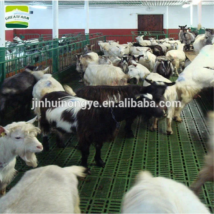 sheep  bangladesh plastic floor sheep plastic floor goat flooring equipment