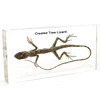 Crested Tree Lizard Specimen
