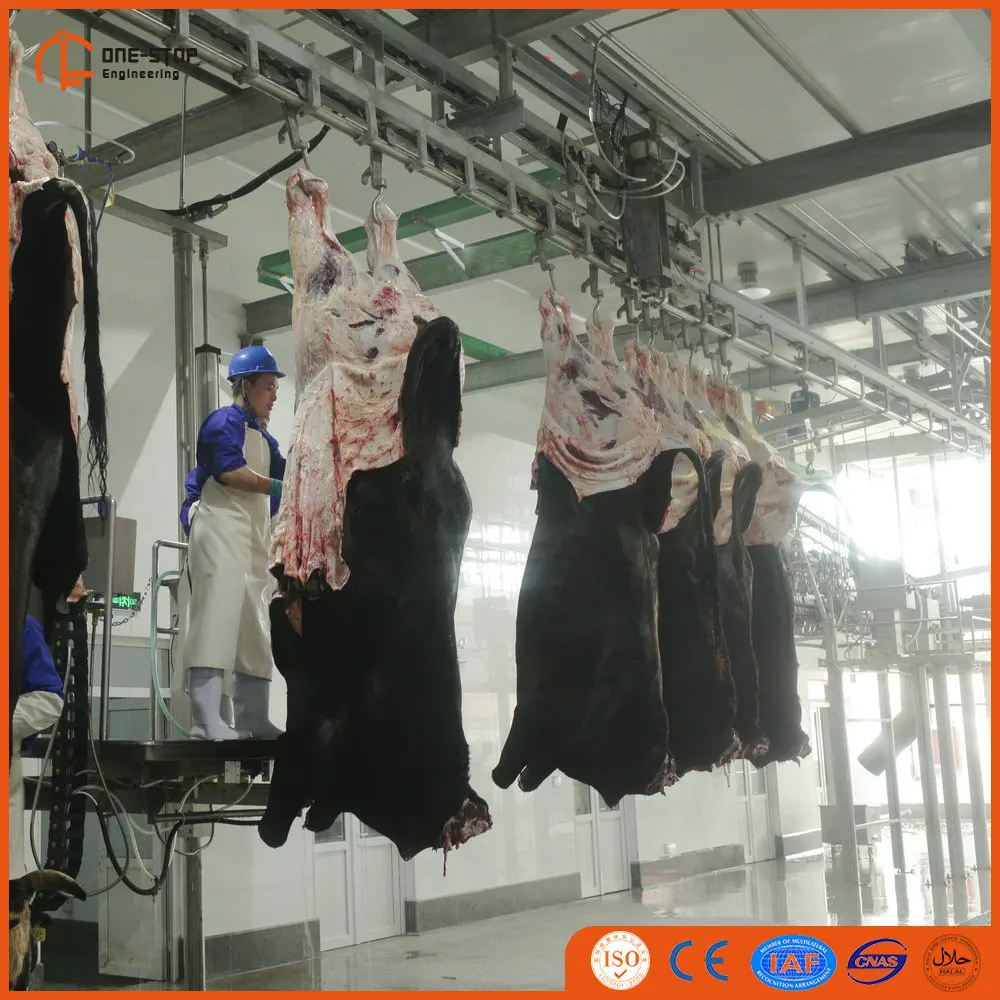 cattle slaughter  (21).jpg