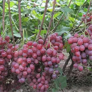 high-yield grafted grape fruit tree seedling