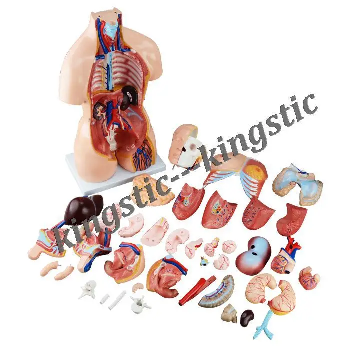 85cm Bisexual Torso 40 Parts,Human Anatomy Model - Buy Human Body Parts