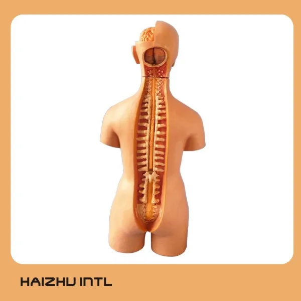 19部品55センチメートル医学人体モデル内臓と Bisexual人間anatomoicalモデル Buy Human Anatomical Model Medical Science Model Human Body With Intenal Organs Product On Alibaba Com