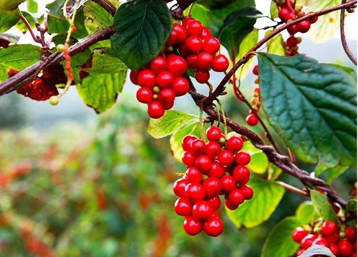 天然干果野生北五味子浆果