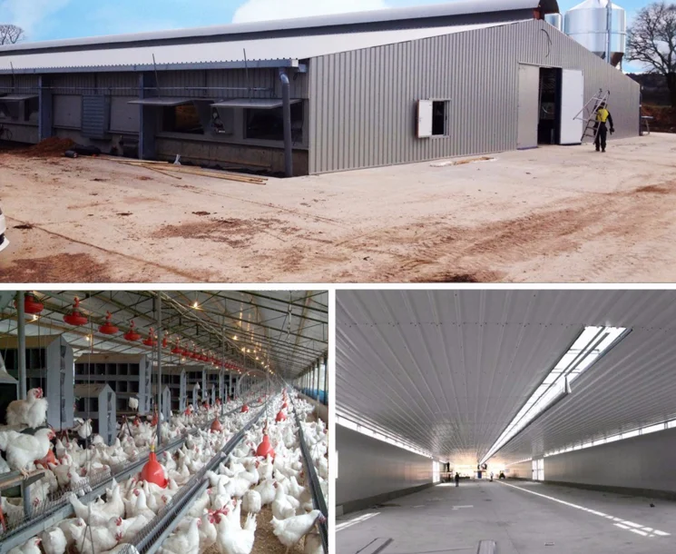Architectural Prefabricated Poultry Chicken Houses Farming For Design