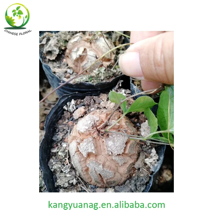 
All sizes Dioscorea Elephantipes for sale 