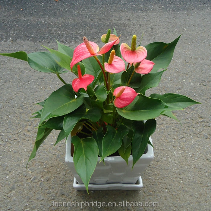 
Unique Pink Anthurium Andraeanum Plants, Tailflower 
