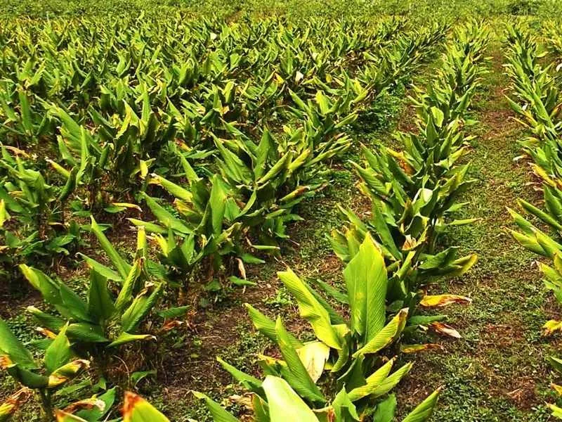 turmeric powder curcumin extract price 7.jpg