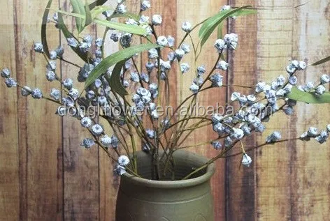 Eucalyptus globules fruits bunch.jpg