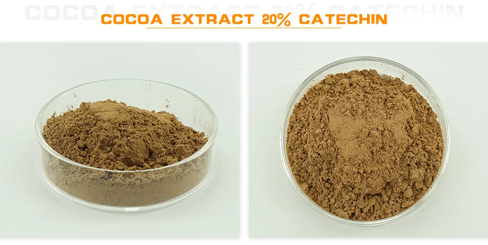 Chocolate is extracted from the. Chocolate is extracted from the