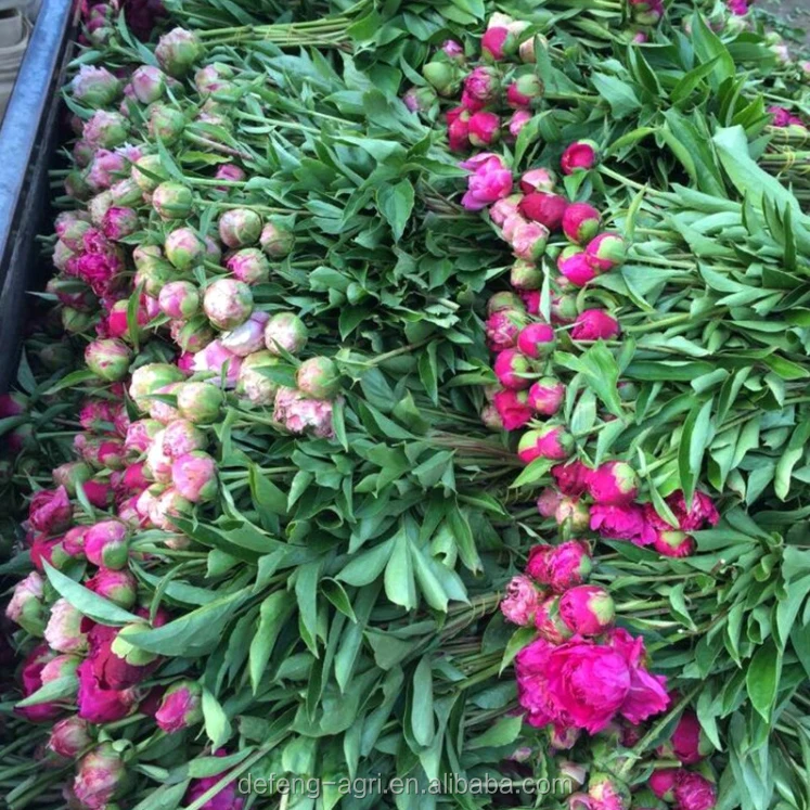 Fresh Peony Flowers Near Me - Beautiful Pink Peonies For ...