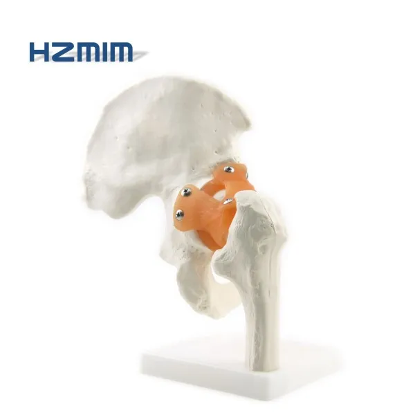 
Human Hip joint skeleton model for medical teaching, scale hip joint model  (60820949349)