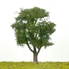 Miniature plastic model trees for real estate or train model (DIY-OM056)