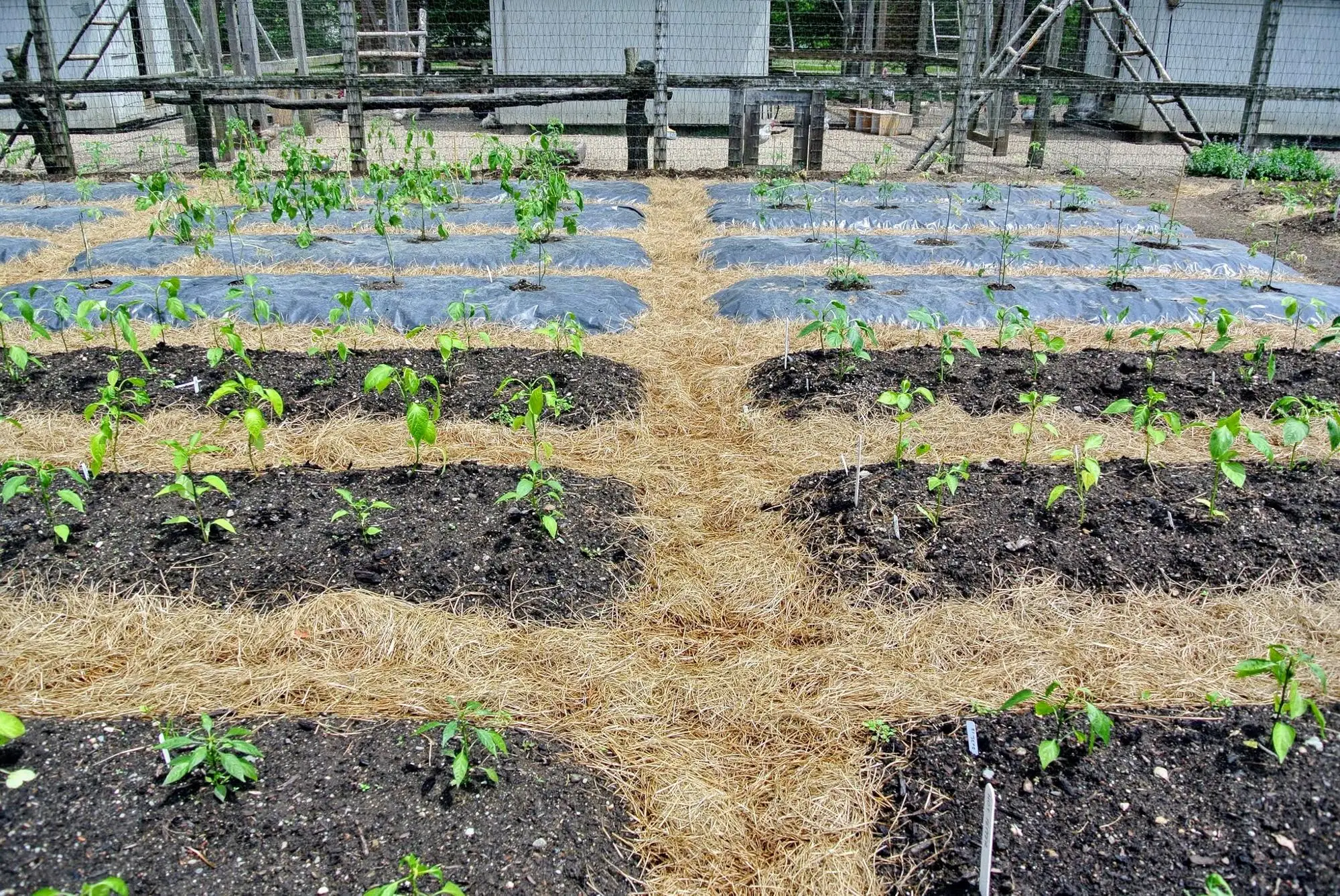 
pe agricultural black mulch film with holes 