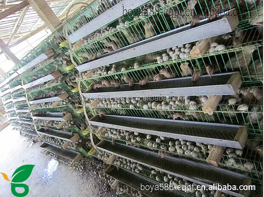 6 Tiers Quail Cage Philippines For Quail Laying With Water Cup Buy Quail Cage Philippines