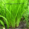 /product-detail/garden-metal-flower-stick-plant-supports-60419891100.html