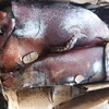 Sea Frozen Indian Ocean Squid For Sale