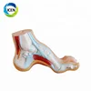 IN-311 PVC medical science teaching arched foot model anatomical model for education