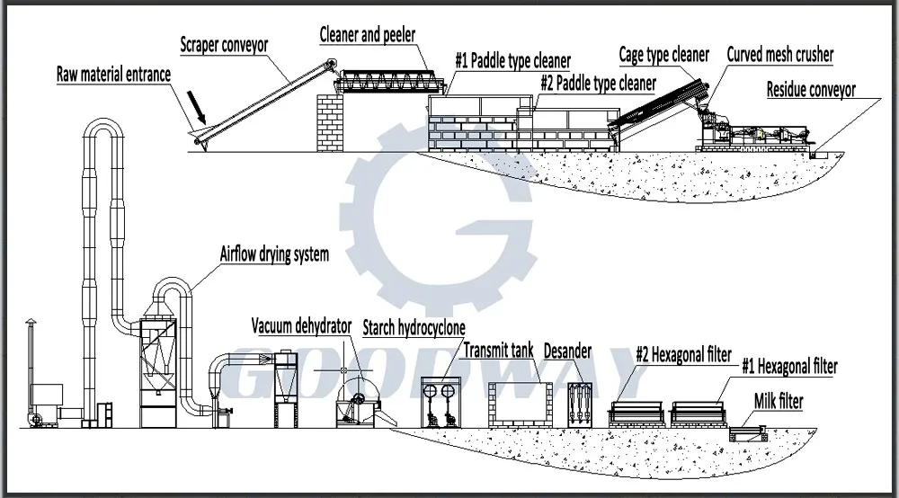 Section View of Cassava Starch