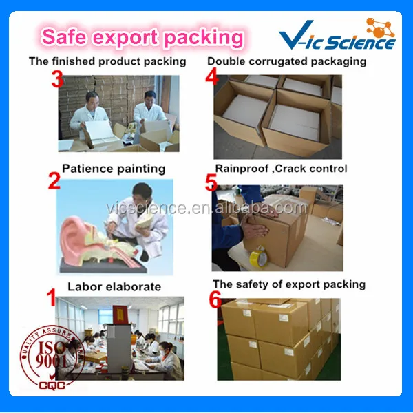 muscles anatomy model.jpg