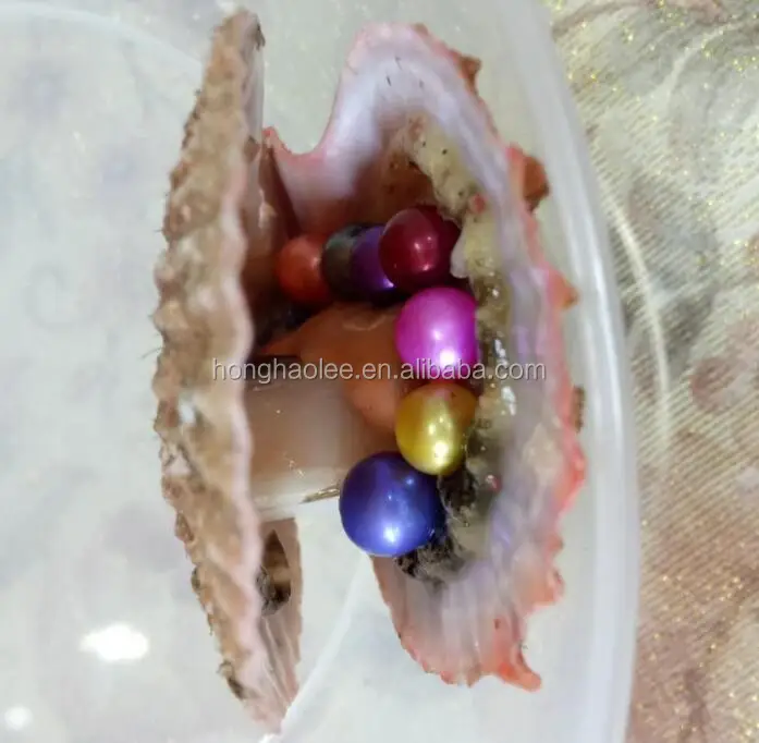 

AAAA grade vacuum packed oysters akoya pearl oyster rainbow pearl oyster saltwater pearl oyster many colours stock