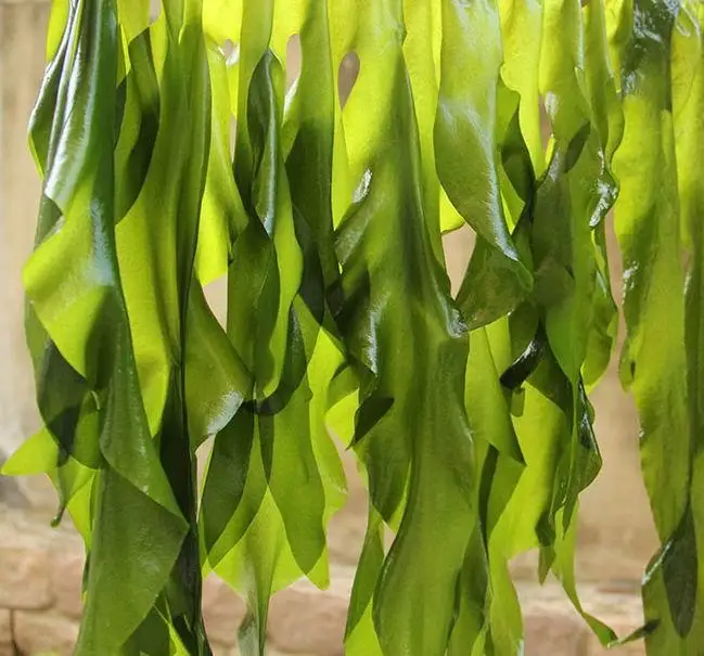 Fuzhou Beautiful Agricultural Development Co., Ltd. dried shredded