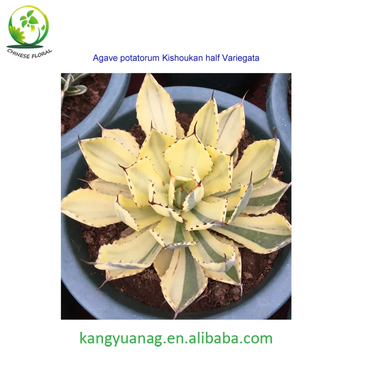 
Natural colorful Agave live plants from China 