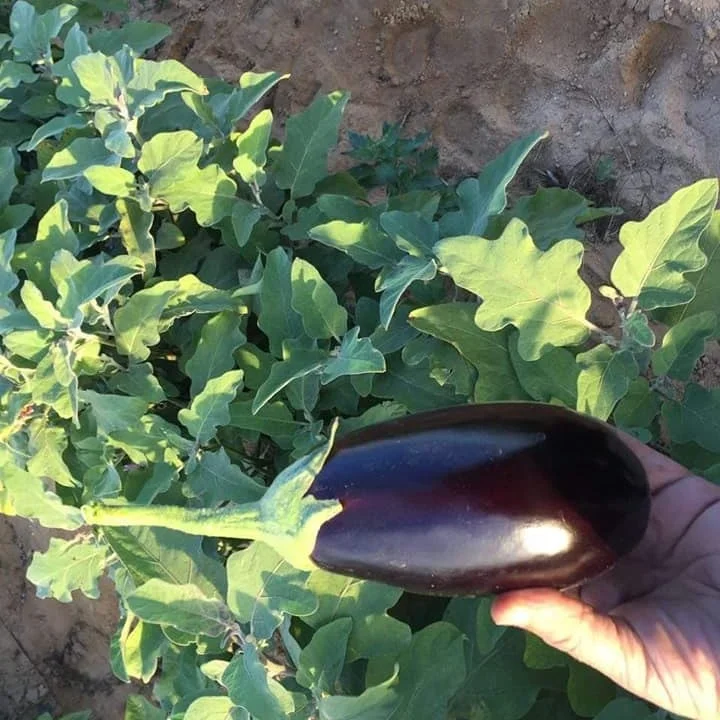 
wholesale fresh black eggplant from Egypt 