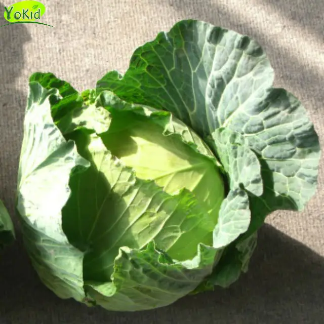 Cabbage Price Buy Cabbage Price,Price For Red Cabbage,Purple Cabbage