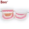 Medical small dental human tooth model for educational