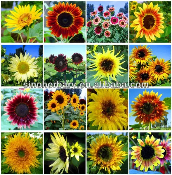 Multicolored Sunflower Seed For Sale Buy Sunflower Seed,Flower Seeds