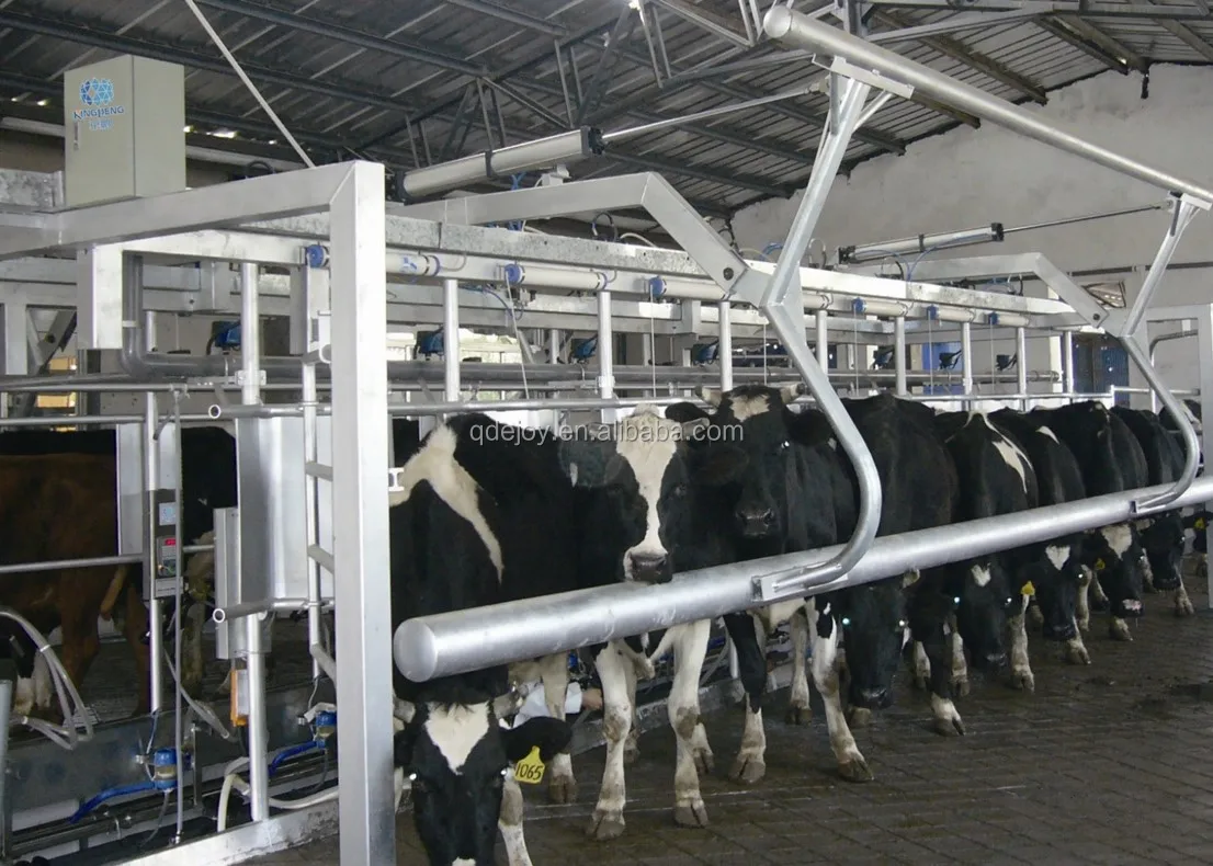 Dairy Farm Construction Turn Key Solution Buy Dairy Farming Equipment