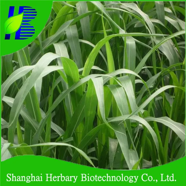 
2020 New Gaodan Grass Seeds, Sudan Grass Seeds For Animal Feed 