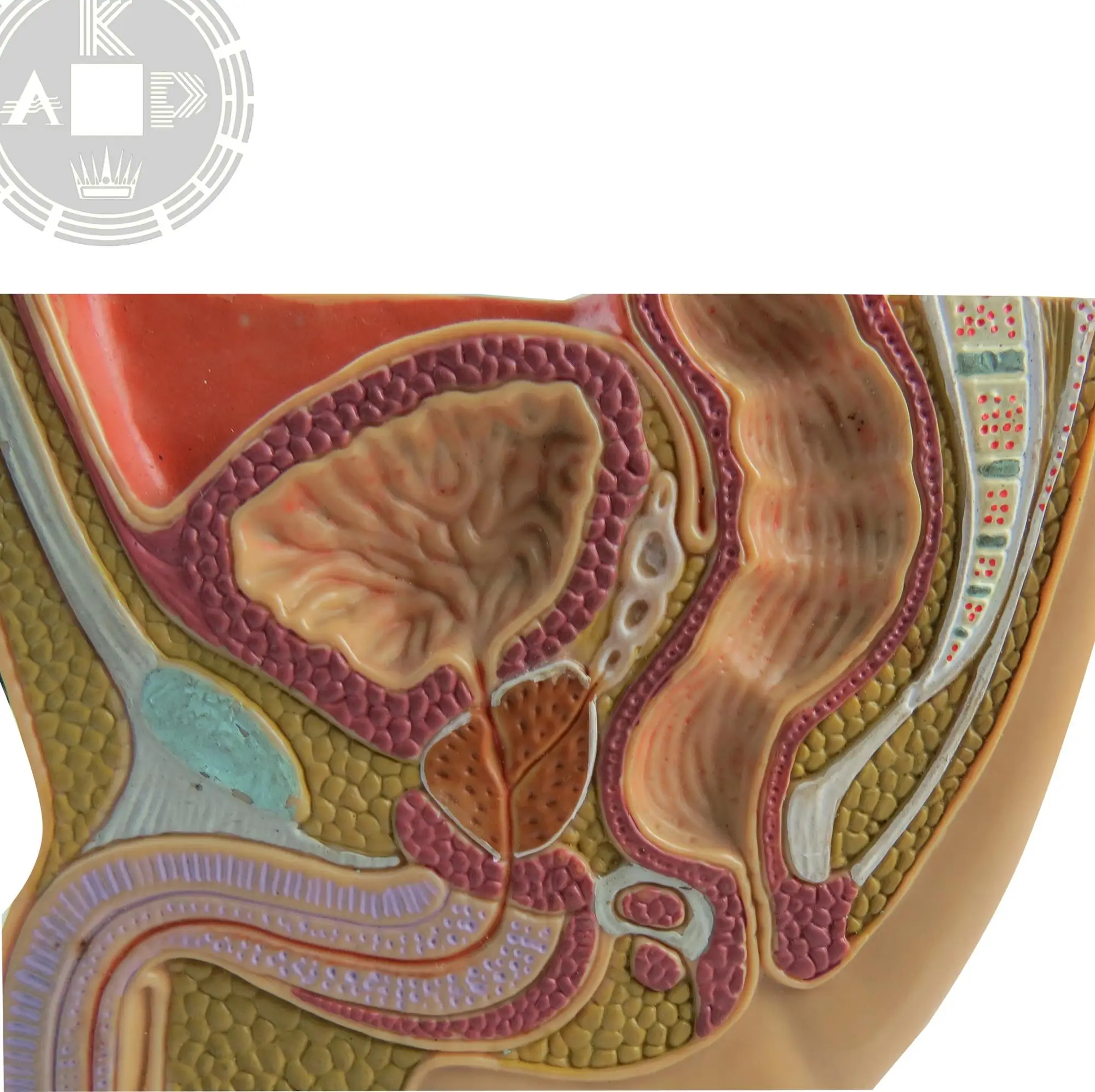 Human Male Reproductive System Model Anatomical Gentital