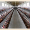 Chicken cages with capacity of 96 chickens 3 layer with automatic watering system