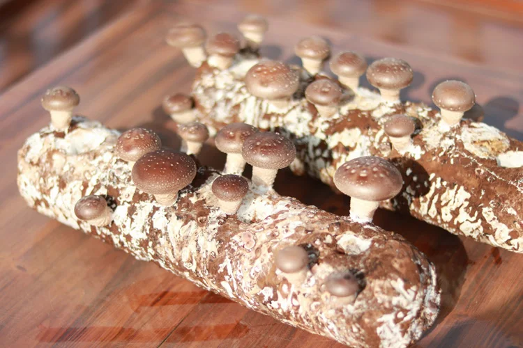 Shiitake Mushroom Seeds Logs In Growing Room For Fresh