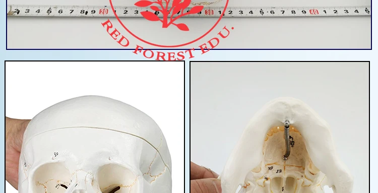 14 anatomical skull model.jpg