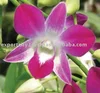 Fresh cut orchids, dendrobium orchids, fresh cut stem