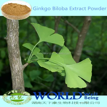 High Quality Ginkgo Extract Ginkgo/ginkgo Biloba Extract/ginkgo Powder