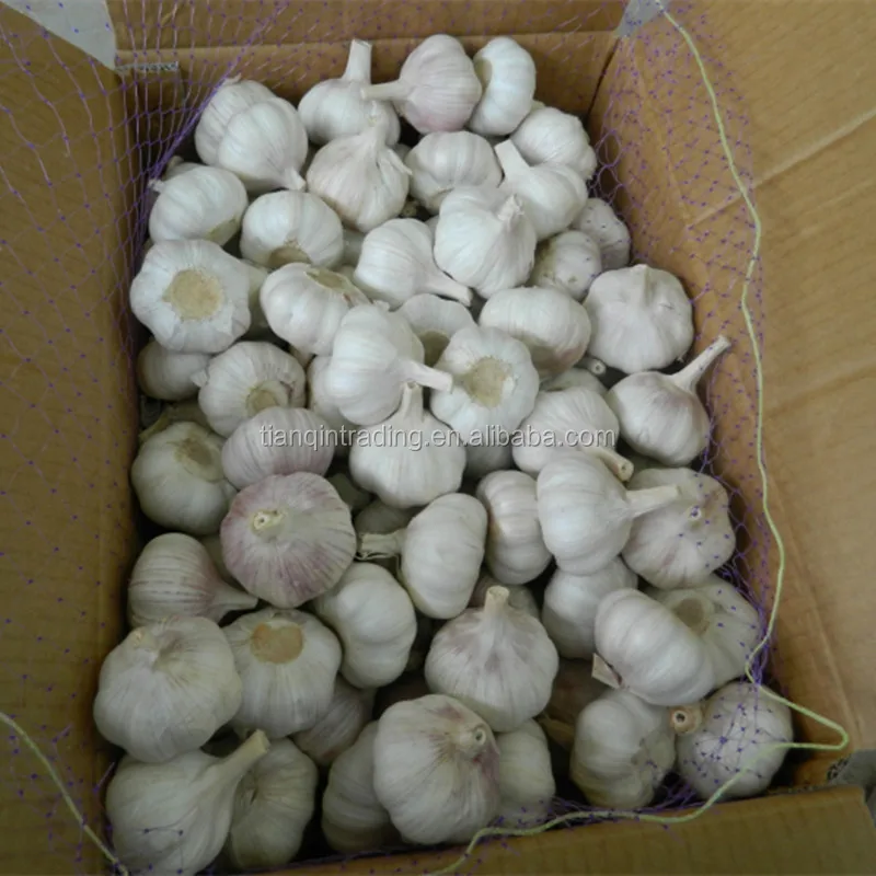 
Ajo and Alho and ALHO and Garlic new crop best price 
