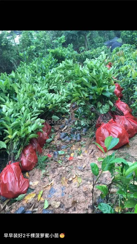 
Wholesale Natural nursery plant jackfruit seedling 