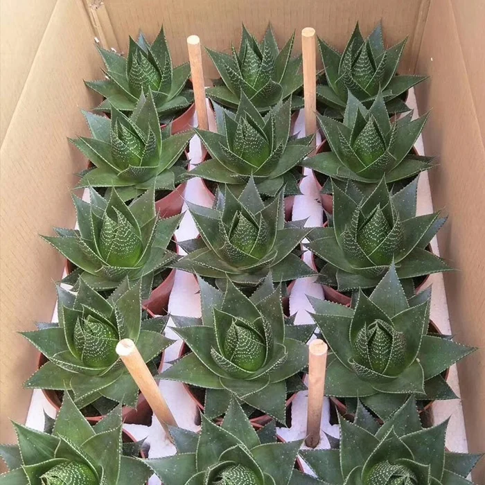 
China succulent gardens mini succulent plants for sale 