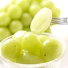 Shine Muscat Grape Export Packing From Japanese