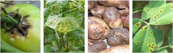 chlorothalonil 2.jpg