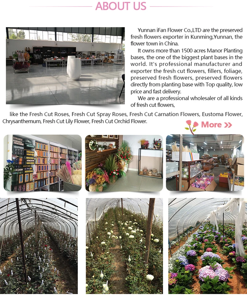 Japan Factory Ifan Flower Preserved Real Rose Flower In Glass Dome Best