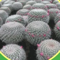 
mammillaria Hahniana 5.5cm mini cactus succulent indoor plants bonsai nursery echinocactus grusonii cereus cacti opuntia dilleni 