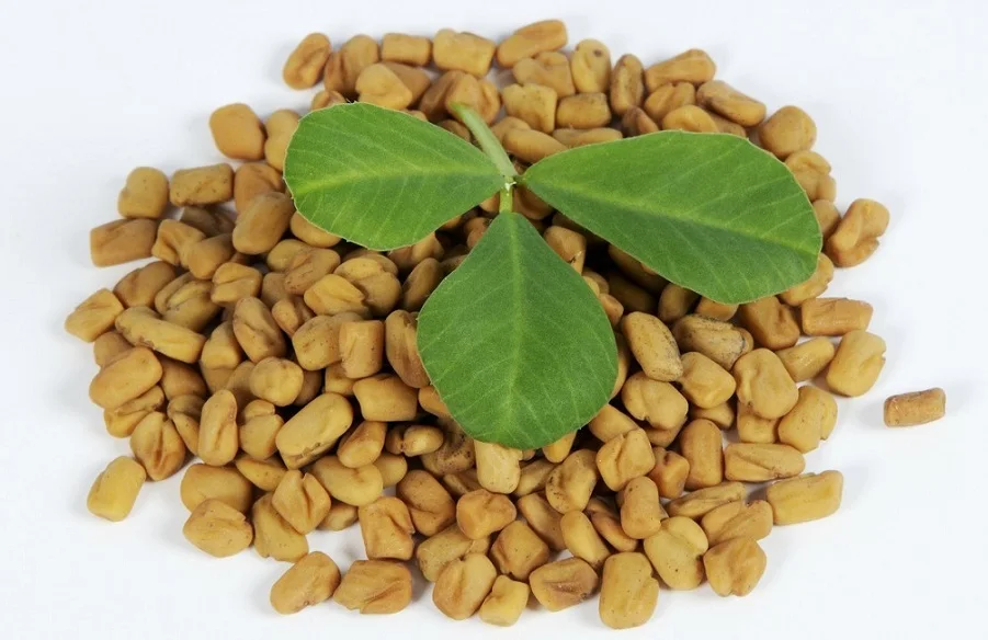 Kidney Pure Natural Health Fenugreek Seed Extract Buy Fenugreek Seed
