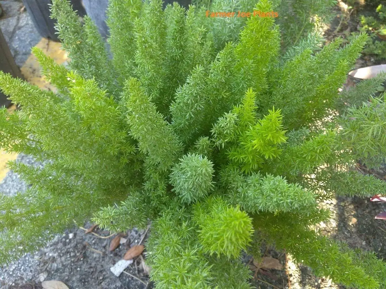 Buy Asparagus Foxtail Fern Meyeri Densiflorus 1 Live Plant